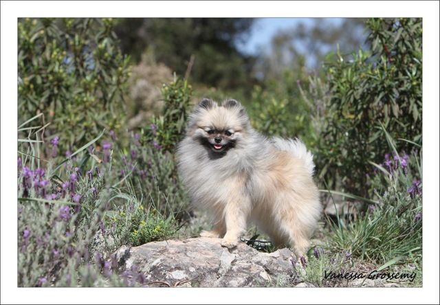 CH. showin's Dancing wolf of caneden (janet)