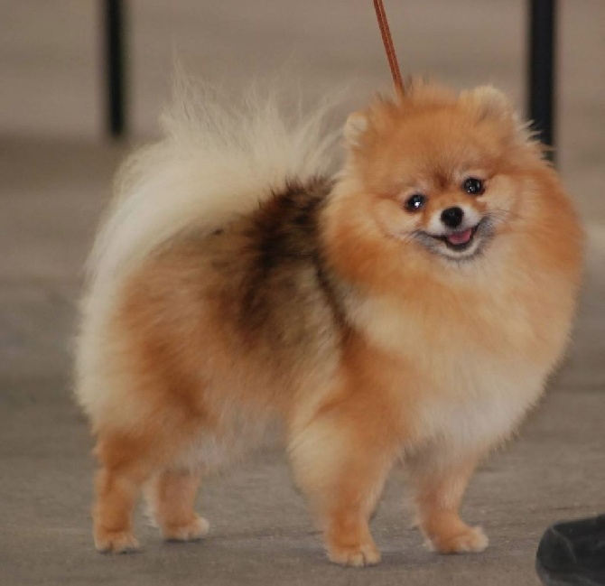 Caneden - HOBBY  meilleur spitz nain de la nationale d'élevage